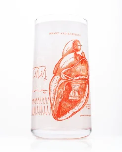 Anatomical Heart Drinking Glass