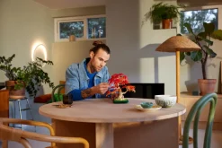 Bonsaitre: Japansk lønn (10348)