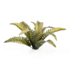 Deer Fern Laser Plants