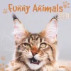 Funny Animals