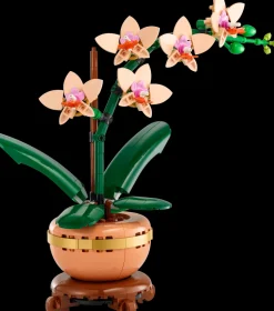 Miniatyrorkidé (10343)