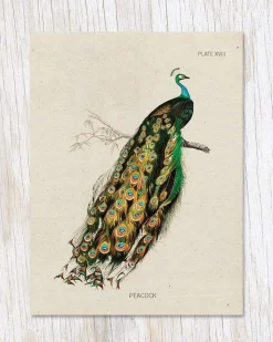 Peacock Specimen Greeting Card
