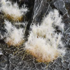 Spikey Winter Wild 12 mm