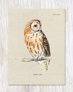 Tawny Owl Bird Specimen Greeting Card