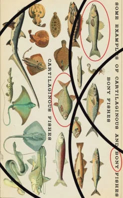 The Researcher's First Murder: A New Cain's Jawbone Puzzle