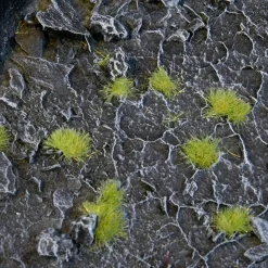 Tiny Tufts Light Green